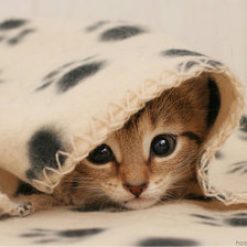 Схема вышивки «спрятался»