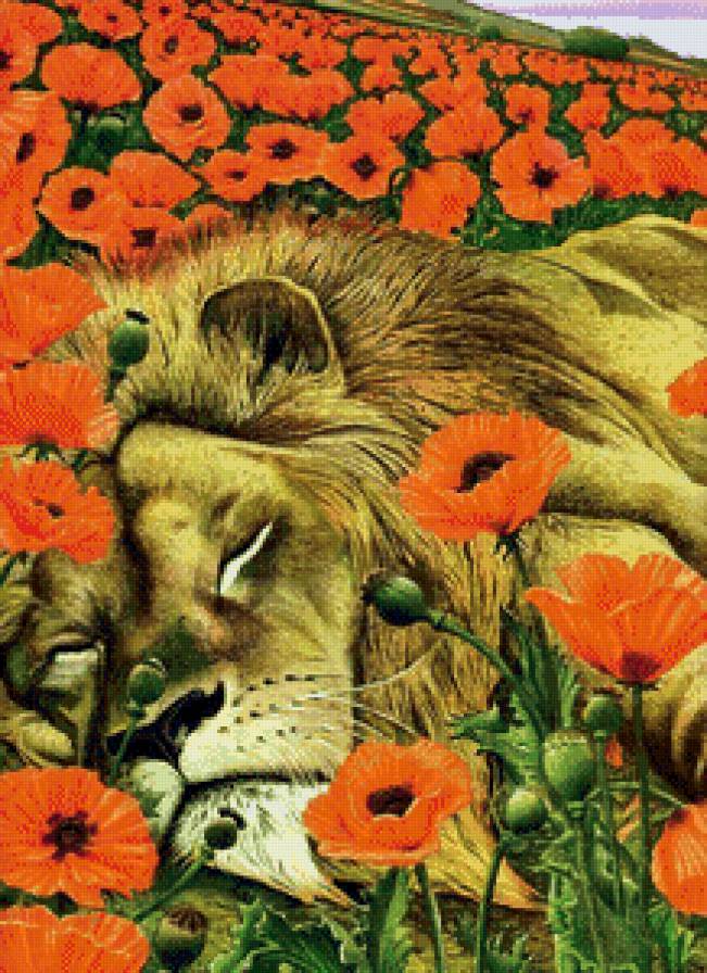 спящий лев в маках - лев, животные, природа, кошка, сон, цветы, маки - предпросмотр