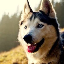 Схема вышивки «№820989»