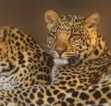 Схема вышивки «ягуары»