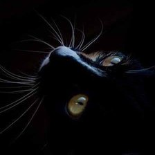 Схема вышивки «Кошка»