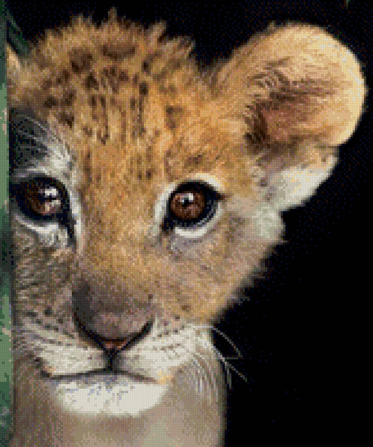 Кареглазый тигренок - тигр, взгяд, животное - предпросмотр