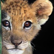 Схема вышивки «Кареглазый тигренок»