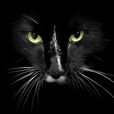 Схема вышивки «Кошка»