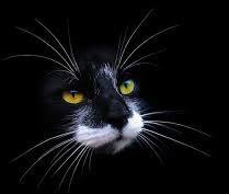 Кошка - кошка - оригинал