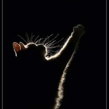 Схема вышивки «Кошка»