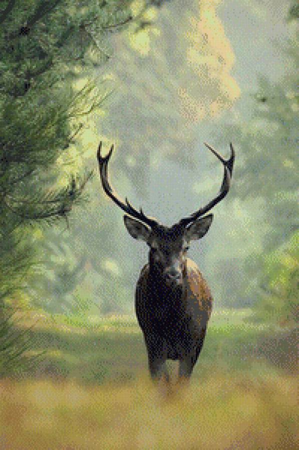 Олень - животные, природа - предпросмотр