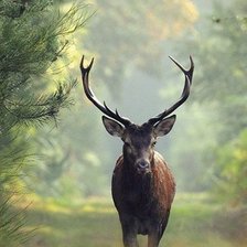 Схема вышивки «Олень»