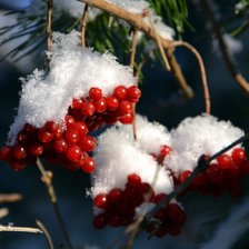 Схема вышивки «Рябина»