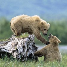 Схема вышивки «Медведи»