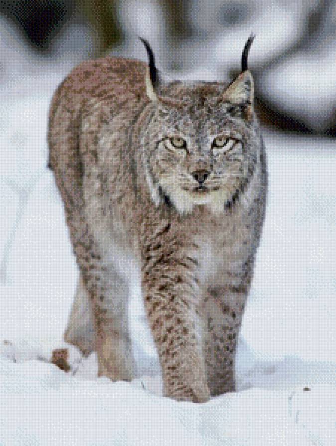 Рысь - животные, природа - предпросмотр