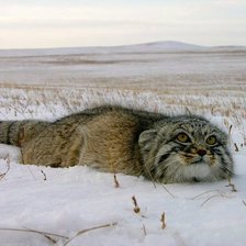 Схема вышивки «Манул»