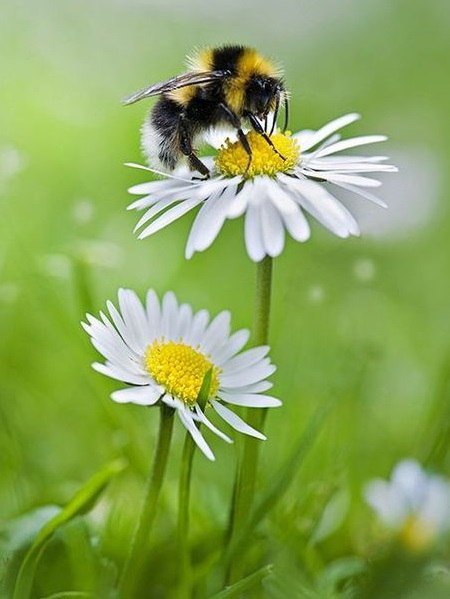 Весь в работе - природа, животные - оригинал