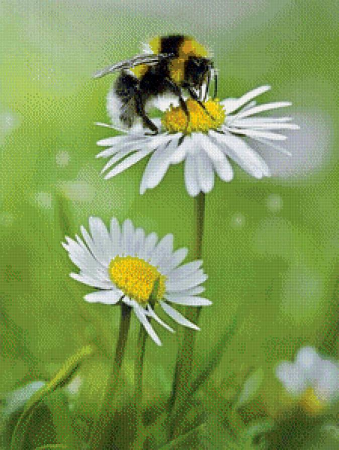 Весь в работе - природа, животные - предпросмотр