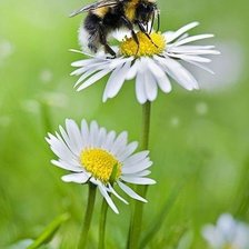 Схема вышивки «Весь в работе»