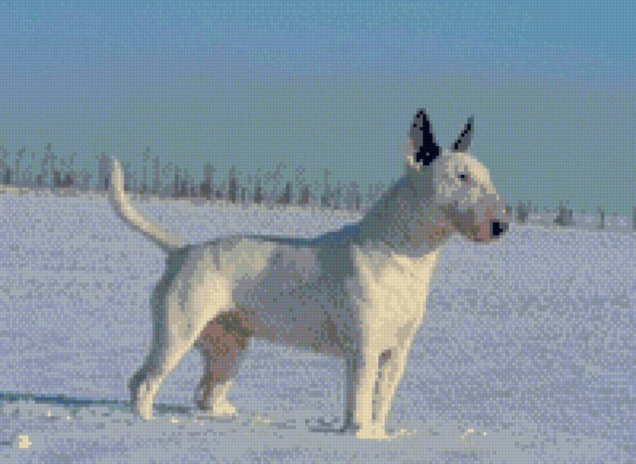 Белый бультерьер - бультерьер - предпросмотр