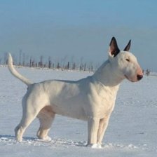 Схема вышивки «Белый бультерьер»