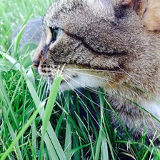 Схема вышивки «№821316»