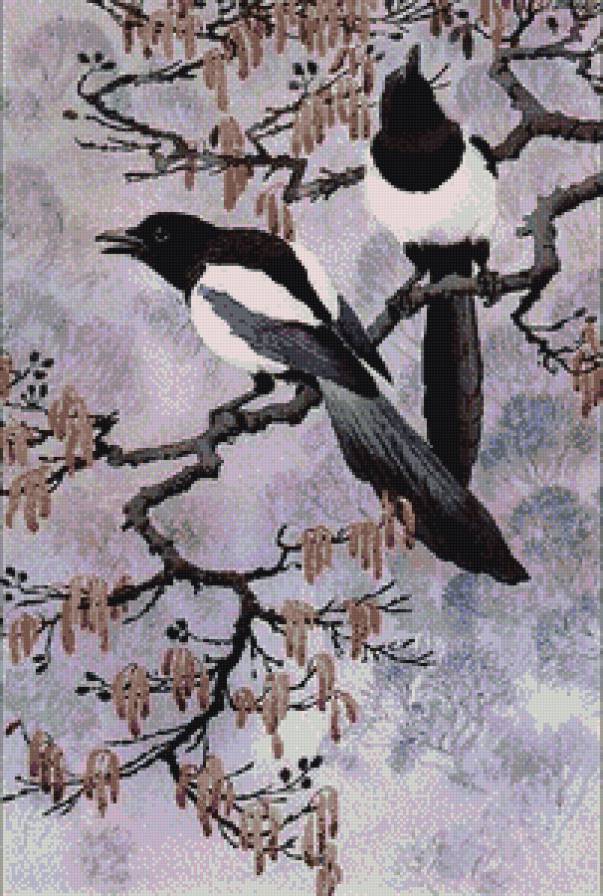 Сороки - птицы - предпросмотр