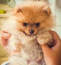 Схема вышивки «джус»