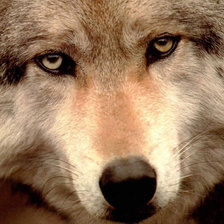 Схема вышивки «Волк»