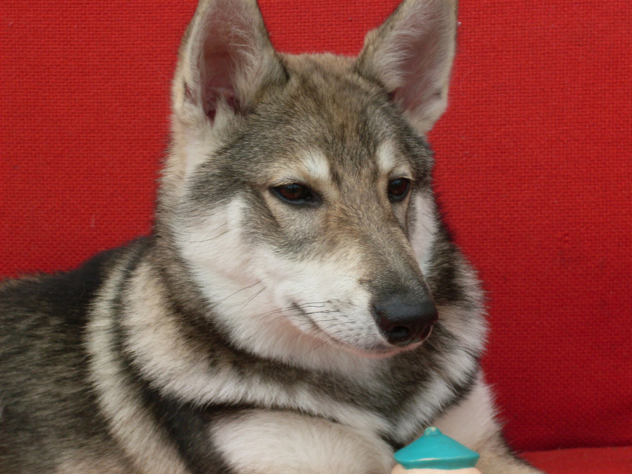 моя собака - животные - оригинал