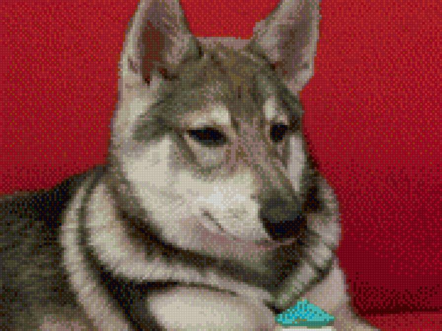 моя собака - животные - предпросмотр