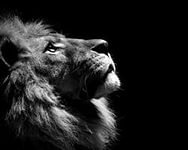 Лев - природа, животные - оригинал