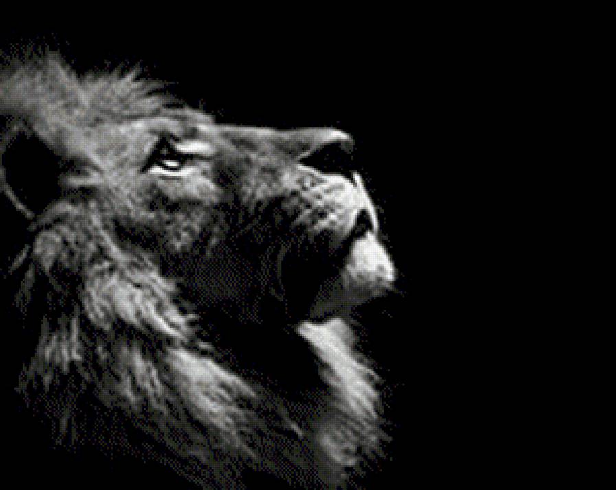 Лев - природа, животные - предпросмотр