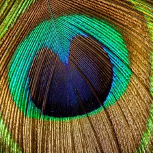 Схема вышивки «Макро. Перо павлина»