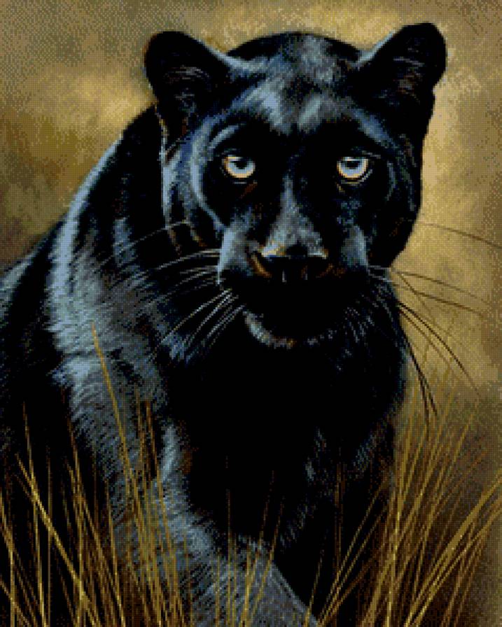 Дикие хищные кошки - кошки, дикие хищные кошки, глаза, животные, анималисты, взгляд - предпросмотр