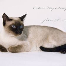 Схема вышивки «Сиамка»