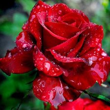 Схема вышивки «шикарная роза»