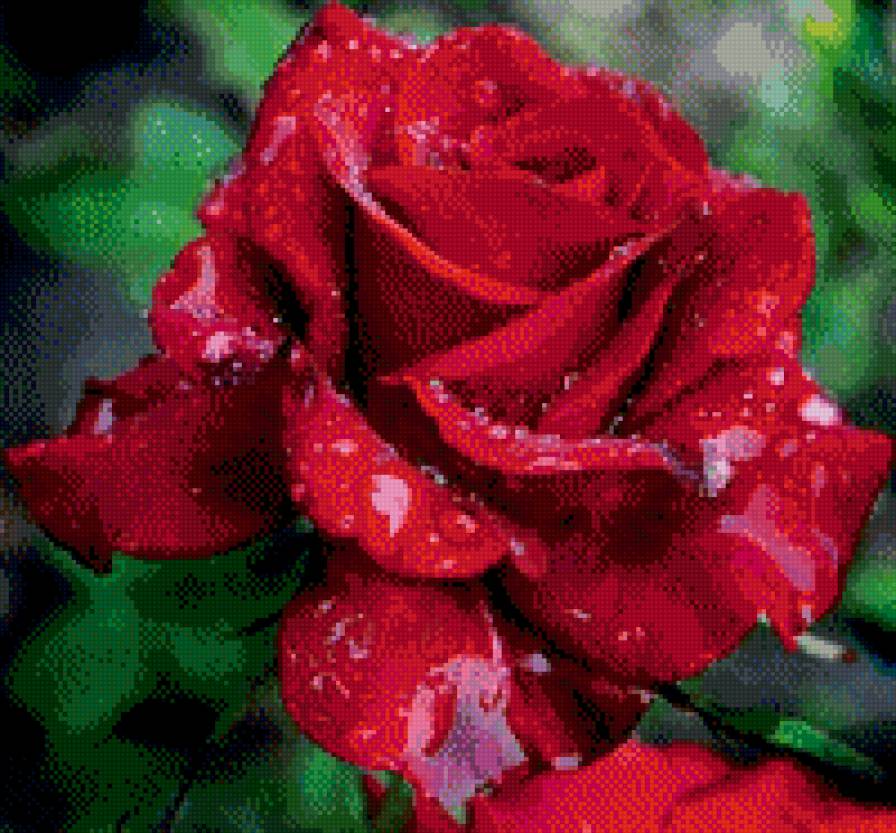 красная роза - роза, цветок - предпросмотр