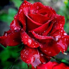 Схема вышивки «красная роза»