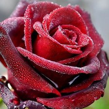 Схема вышивки «роза в росе»