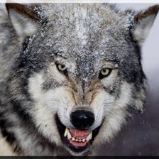 Схема вышивки «волк»