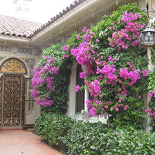 Patio con bouganvillas