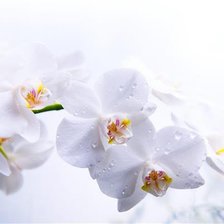 Схема вышивки «Орхидея»