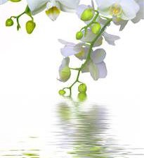 Схема вышивки «Орхидея-2»