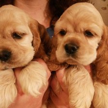 Схема вышивки «Кокерочки»