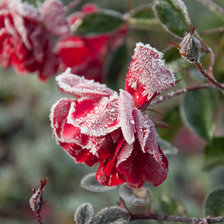 Схема вышивки «Роза в инее»