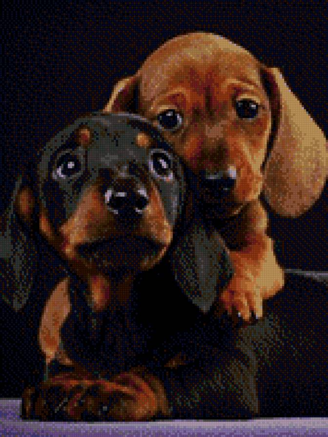 Таксы малыши - предпросмотр