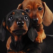 Схема вышивки «Таксы малыши»