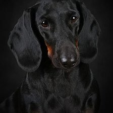 Такса черная