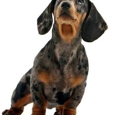 Схема вышивки «Такса пятнистая»