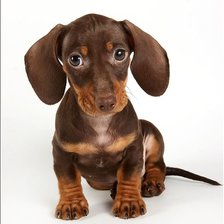 Схема вышивки «Таксёнок»