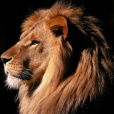 Схема вышивки «Лев»