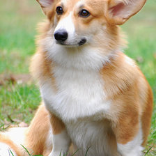 Схема вышивки «Вельш корги»