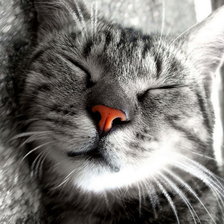 Схема вышивки «Кот спит»